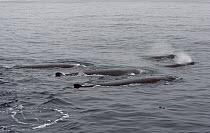 Beaked Whale (Ziphiidae) pod surfacing