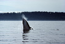 Common Minke Whale (Balaenoptera acutorostrata) breaching, Southeast Alaska
