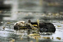 Sea Otter (Enhydra lutris) wrapped up in Kelp, California