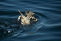 Sea Otter (Enhydra lutris) eating a crab, California