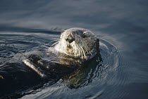 Sea Otter (Enhydra lutris) portrait, California