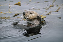 Sea Otter (Enhydra lutris) floating among Giant Kelp (Macrocystis pyrifera), California