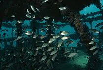 School of saltwater fish swimming through sunken ship, California