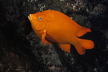 Garibaldi (Hypsypops rubicundus) swimming, Channel Islands National Park, California