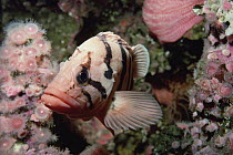 Tiger Rockfish (Sebastes nigrocinctus) portrait, underwater