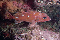 Rosy Rockfish (Sebastes rosaceus) underwater, portrait