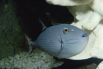 Triggerfish at Sea World Aquarium, San Diego, California