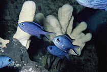 Blue Reef Chromis (Chromis cyaneus) fish group, underwater