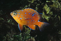 Garibaldi (Hypsypops rubicundus) juvenile, California