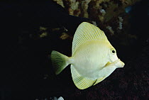 Yellow Tang (Zebrasoma flavescens) underwater portrait