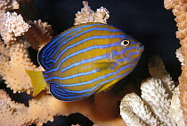 Blue-striped Angelfish (Chaetodontoplus septentrionalis), California