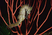 Seahorse (Hippocampus sp) on coral, North America