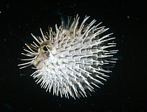 Long-spine Porcupinefish (Diodon holocanthus) in defense posture, North America