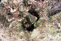 Angelfish (Pterophyllum scalare) juvenile, underwater, Baja California, Mexico