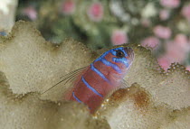 Blue-banded Goby (Lythrypnus dalli) portrait among coral, North America