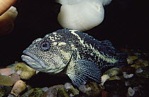 China Rockfish (Sebastes nebulosus), California