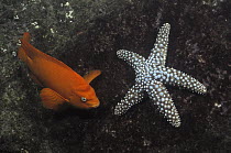Garibaldi (Hypsypops rubicundus) with starfish, underwater