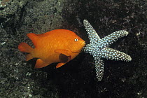 Garibaldi (Hypsypops rubicundus) and starfish, Sea of Cortez, Mexico
