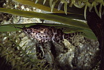 Upside Down Catfish (Synodontis nigriventris) central Africa