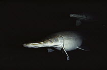 Alligator Gar (Lepisosteus spatula) largest of all gars can grow up to 300 pounds, native to the coastal plains of the Mississippi Basin and Gulf of Mexico