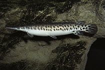 Spotted Gar (Lepisosteus oculatus) swimming, native to the Great Lakes and Rio Grande regions, North America