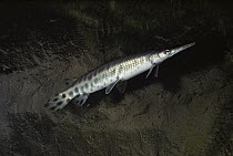 Longnose Gar (Lepisosteus osseus) swimming, native to eastern USA and southern Quebec