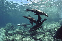 California Sea Lion (Zalophus californianus) group playing underwater, Isla Espiritu Santo, Baja California, Mexico