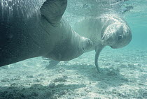 Hawaiian Monk Seal (Monachus schauinslandi) pair playing underwater, Hawaii