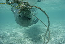 Hawaiian Monk Seal (Monachus schauinslandi) playing with Kelp underwater, Hawaii