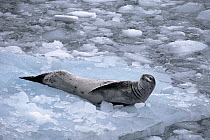 Leopard Seal (Hydrurga leptonyx) reclining on ice floe, Antarctica