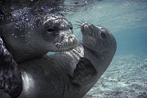 Hawaiian Monk Seal (Monachus schauinslandi) pair playing, Hawaii