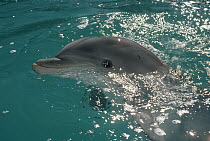 Bottlenose Dolphin (Tursiops truncatus) portrait, Hawaii