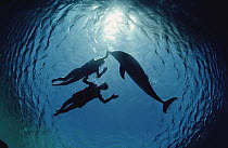 Bottlenose Dolphin (Tursiops truncatus) silhouetted with two swimmers, Hawaii