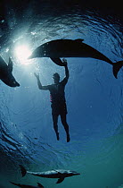 Bottlenose Dolphin (Tursiops truncatus) silhouetted with snorkeler, Dolphin Quest Learning Center, Waikoloa Hyatt, Hawaii