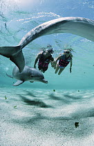 Bottlenose Dolphin (Tursiops truncatus) swimming with two divers, Dolphin Quest Learning Center, Waikoloa Hyatt, Hawaii