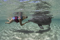 Bottlenose Dolphin (Tursiops truncatus) with female snorkeler, Dolphin Quest Learning Center, Hawaii