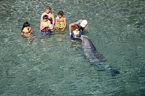 Bottlenose Dolphin (Tursiops truncatus) interacting with children, Dolphin Quest Learning Center, Hawaii