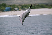 Spinner Dolphin (Stenella longirostris) jumping, Hawaii