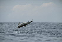 Spinner Dolphin (Stenella longirostris) jumping with Remora (Remora remora) attached, Hawaii
