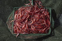 Antarctic Krill (Euphausia superba) a small shrimp-like crustacean critical to the marine food chain, Antarctica