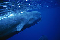 Sperm Whale (Physeter macrocephalus) at ocean's surface, Dominica