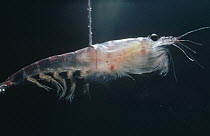 Antarctic Krill (Euphausia superba) a small shrimp-like crustacean is the most important zooplankton in the food web, Antarctica