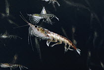 Antarctic Krill (Euphausia superba) crustacean, Antarctica