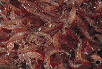 Antarctic Krill (Euphausia superba) pile, Antarctica