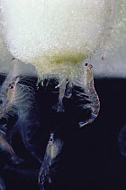 Antarctic Krill (Euphausia superba) feeding on algae, a small shrimp-like crustacean is the most important zooplankton in the Antarctic food web, Antarctica