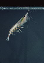 Antarctic Krill (Euphausia superba) a small shrimp-like crustacean is the most important zooplankton in the Antarctic food web, Antarctica