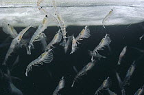 Antarctic Krill (Euphausia superba) mass feeding on algae growing on underside of ice, Antarctica