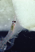 Antarctic Krill (Euphausia superba) feeding on algae-covered ice, a small shrimp-like crustacean is the most important zooplankton in the Antarctic food web, Antarctica
