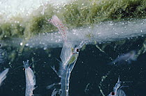 Antarctic Krill (Euphausia superba) feeding on algae-covered ice, a small shrimp-like crustacean is the most important zooplankton in the Antarctic food web, Antarctica