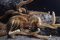 Starfish with Krill (Euphausia superba) prey, Antarctica